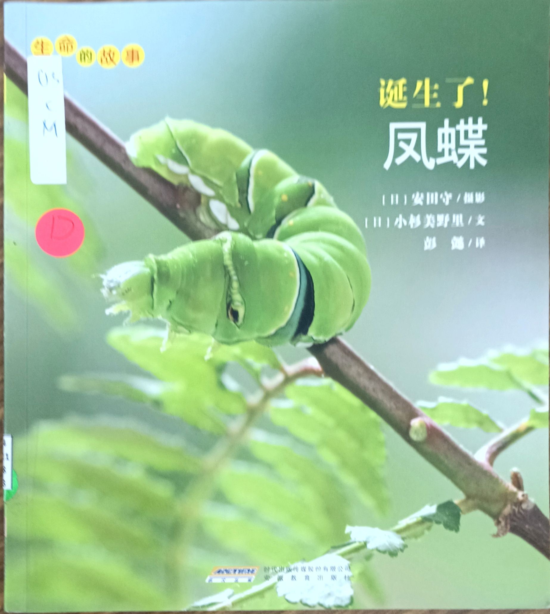 诞生了！凤蝶（生命的故事）